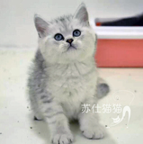 T.M淼淼宠物猫活体纯种猫英短银渐层短毛猫公猫家养幼崽猫咪