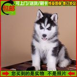 纯种哈士奇 西伯利亚雪橇犬 幼犬出售 蓝眼家养活体宠物狗 送货10