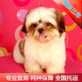 犬舍特价出售京巴狗北京犬纯种西施犬三色两色宠物狗长毛幼犬促销