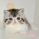 【凯利猫】CFA注册异国短毛猫 纯种加菲猫宠物 银虎斑加白弟弟