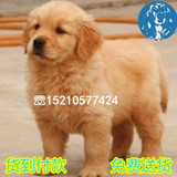 北京金毛幼犬 纯种金毛犬宠物狗出售 金毛狗猎犬 幼崽 可送货