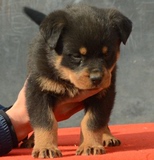出售警犬纯种德系罗威纳犬短尾幼犬适合家养护卫凶悍猎狗宠物狗38