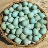 【依娜农家】安徽阜阳特产 正宗树林散养绿壳乌鸡蛋新鲜蛋30枚