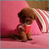 纯种贵宾泰迪幼犬宠物狗狗出售 棕红色玩具体泰迪幼犬狗狗T64