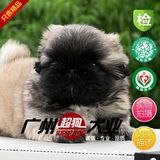 只售精品纯种京巴犬幼犬出售 北京犬 狮子狗宠物狗欢迎来狗场选购