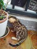宠物猫咪 纯种猫孟加拉豹猫 大玫瑰纹