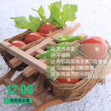安信有机蔬菜迷你小番茄 圣女果 千禧果 小西红柿 蔬菜水果500g