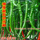 【线椒种子】干鲜两用 可以做红干椒 鲜椒 四季 超辣 盆栽辣椒