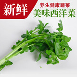 西洋菜/豆瓣菜500g,新鲜蔬菜有机种植,菜市场沃鲜汇