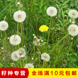 花卉种子 蒲公英种子  盆栽花草种子 观叶植物【30粒】