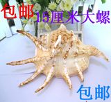 ★此款包邮★天然海螺 贝壳 15-16厘米 超大 七角螺  批发 大海螺