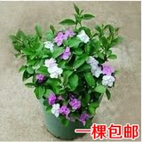 盆栽花卉室内 茉莉花 双色茉莉 鸳鸯茉莉 花期长 花色香