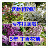 丁香花苗 庭院盆栽 植物绿化树苗紫丁香花卉苗当年开花