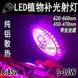 12V低电压LED红蓝植物补光射灯全光谱多肉生长宽伏直流电瓶太阳能