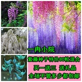 紫藤种子 高档爬藤植物 10粒精装 花种子 蔬果 种子 花卉种子包邮