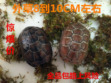 中华草龟金线龟外塘草龟情侣龟乌龟活体宠物活体9厘米以上