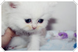 上海转让纯白色蓝绿眼40天个月英国短毛猫折耳猫宠物猫金吉拉