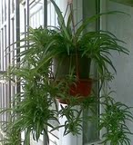 室内客厅阳台盆栽花卉净化空气绿色植物土培水培牡丹吊兰口红吊兰