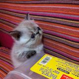 【欣怡如玉】家养宠物猫咪纯种猫品种猫加菲猫重点色异国短毛猫萌