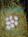 黑凤鸡种蛋 黑凤乌鸡种蛋 黑凤乌鸡受精蛋孵化用蛋  活动价3.5元