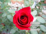 云南鲜花批发 卡罗拉19朵红玫瑰同城速递 婚礼情人节生日花束顺丰