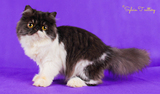 美国CFA注册猫舍Sylvia.T 纯种猫 黑白异国长毛猫妹妹 加菲猫