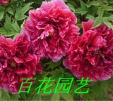 【百花】【花王】 菏泽正宗大花径花苗 红色极品 国花牡丹 盆栽