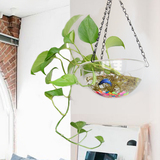蚁族创意铁艺式壁挂悬挂式鱼缸透明半球形小鱼缸吊篮花盆养鱼养花