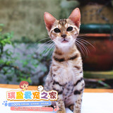 【瑞盈】实拍纯种孟加拉豹猫 钱状豹纹猫幼猫（4月龄母猫）