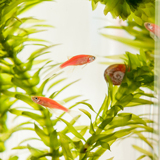 箱生态瓶 桌面小型热带鱼观赏鱼圆柱玻璃鱼缸创意带LED灯迷你水族