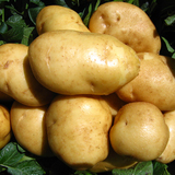 粤农 阳山新鲜土豆 马铃薯 生鲜农产品 农家自种土豆 3斤包邮