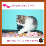 《欣欣猫园》宠物加菲猫活体 异国短毛猫 纯种加菲猫  三花MM