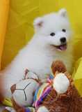 上海纯种萨摩耶幼犬 出售家养萨摩犬幼犬 白色澳版萨摩耶狗宠物狗