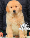赛级血统金毛犬幼犬 出售纯种金毛活体宠物狗 大骨量 假一赔十