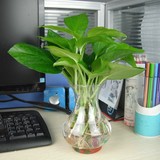 办公室内桌面盆栽花卉水培植物绿萝吊兰净化空气净化空气吸甲醛