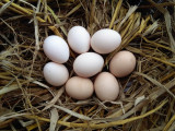正宗土鸡蛋农家散养新鲜纯天然有机土特产孕妇月子蛋宝宝辅食30个