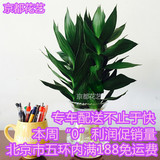 莲花竹观音竹水培植物花卉植物吸甲醛盆栽办公室客厅桌面植物北京
