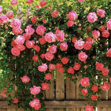 多花蔷薇花苗 爬藤月季玫瑰爬墙 3年苗庭院花卉盆栽四季开花 植物