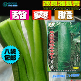 春秋播蔬菜种子 改良潍县青萝卜种子 精包装30克 山东省保护品种