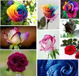 农场彩虹玫瑰种子 荷兰进口花卉七彩玫瑰花种子植物盆栽花卉种子