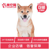 有它网 宠物狗狗双赛级血统纯种日本柴犬活体幼犬出售柴犬短毛7