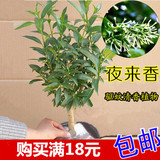 夜来香盆栽植物 芳香花卉绿植室内盆栽净化空气 吸甲醛 驱蚊效果