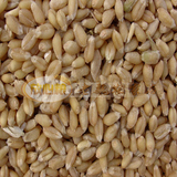 新货散装农家自种带皮小麦小麦粒小麦草种子五谷杂粮250克