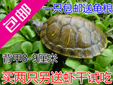 乌龟活体巴西彩龟红耳龟情侣龟宠物水陆招财龟一只 8-9厘米包邮