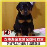 支持淘宝交易 纯种德国杜宾犬出售精品杜宾犬警犬狗狗宠物狗