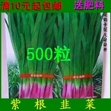紫根韭菜种子 懒人菜 起阳草 阳台种菜盆栽蔬菜籽 四季播种 500粒