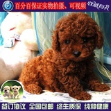 泰迪犬幼犬出售韩系泰迪幼犬纯种宠物狗玩具体贵宾犬泰迪犬活体11