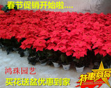 仿真红色盆子花卉绢花假花圣诞花一品红一片红盆栽厂家直销批发