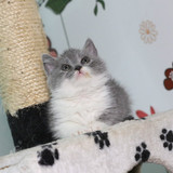蓝猫 猫咪 小猫 宠物猫 短毛猫 英短 活体 立耳 英国短毛猫 宠物