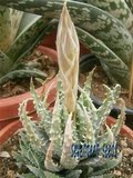 Aloe humilis 帝王锦 芦荟 德国KK进口种子 保证对版 感恩回馈